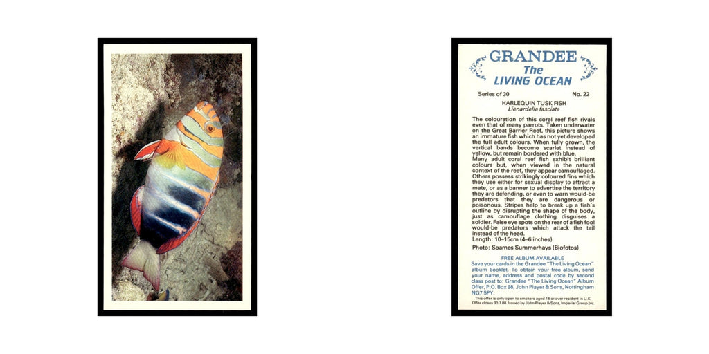 Harlequin Tusk Fish 1985 Grandee Cigars The Living Ocean #22 EX