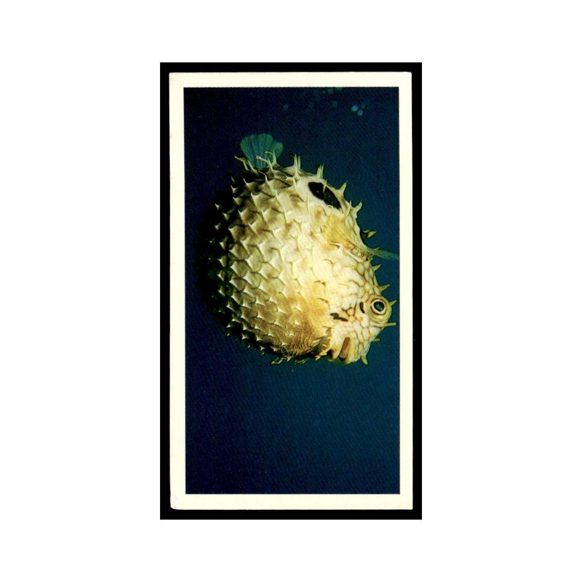 Spiny Puffer 1985 Grandee Cigars The Living Ocean #18 EX