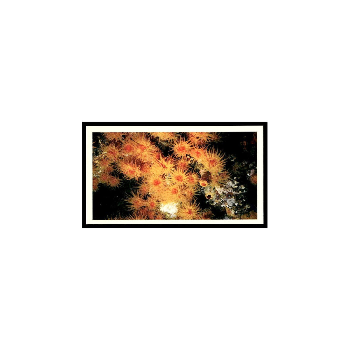 Coral Polyps 1985 Grandee Cigars The Living Ocean #5 Baseball Card EX