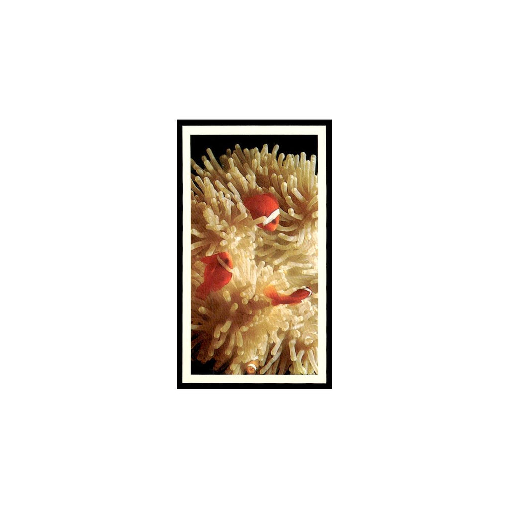 Tomato Clowns 1985 Grandee Cigars The Living Ocean #21 EX