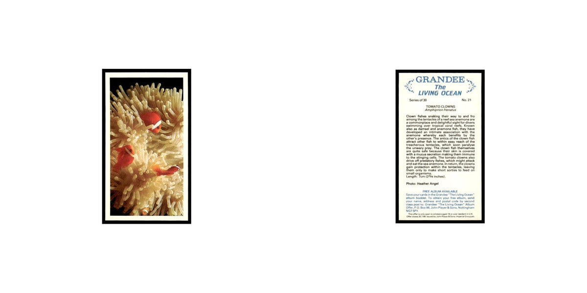 Tomato Clowns 1985 Grandee Cigars The Living Ocean #21 EX