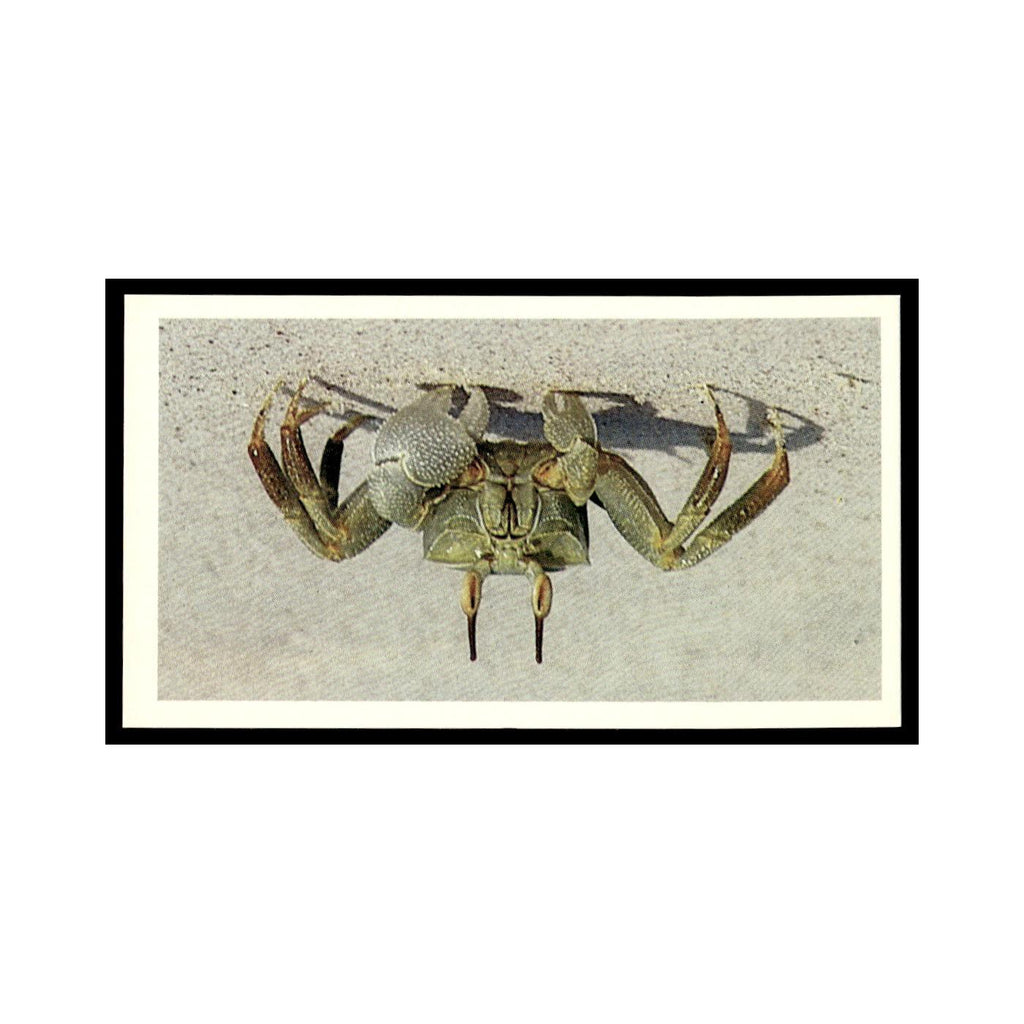 Ghost Crab 1985 Grandee Cigars The Living Ocean #6 EX