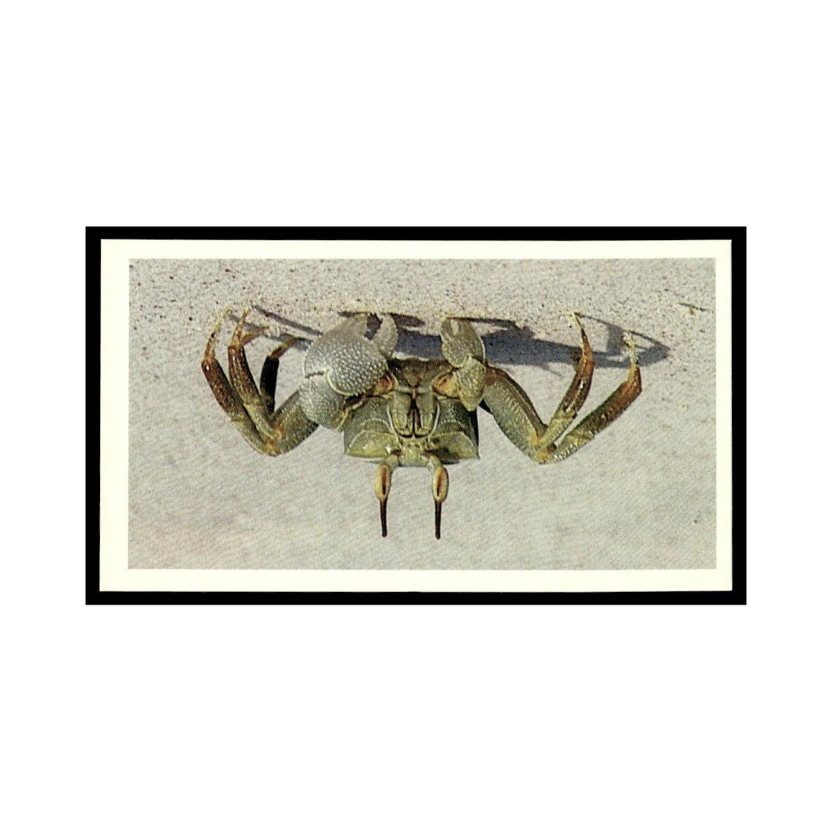 Ghost Crab 1985 Grandee Cigars The Living Ocean #6 EX