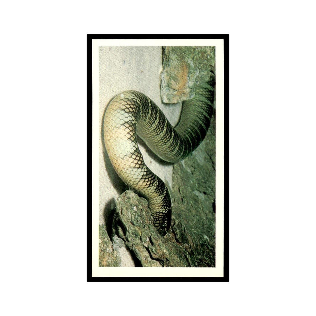 Sea Krait 1985 Grandee Cigars The Living Ocean #25 Baseball Card EX