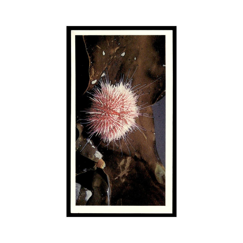 Edible Sea Urchin 1985 Grandee Cigars The Living Ocean #12 EX