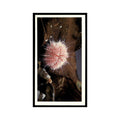 Edible Sea Urchin 1985 Grandee Cigars The Living Ocean #12 EX