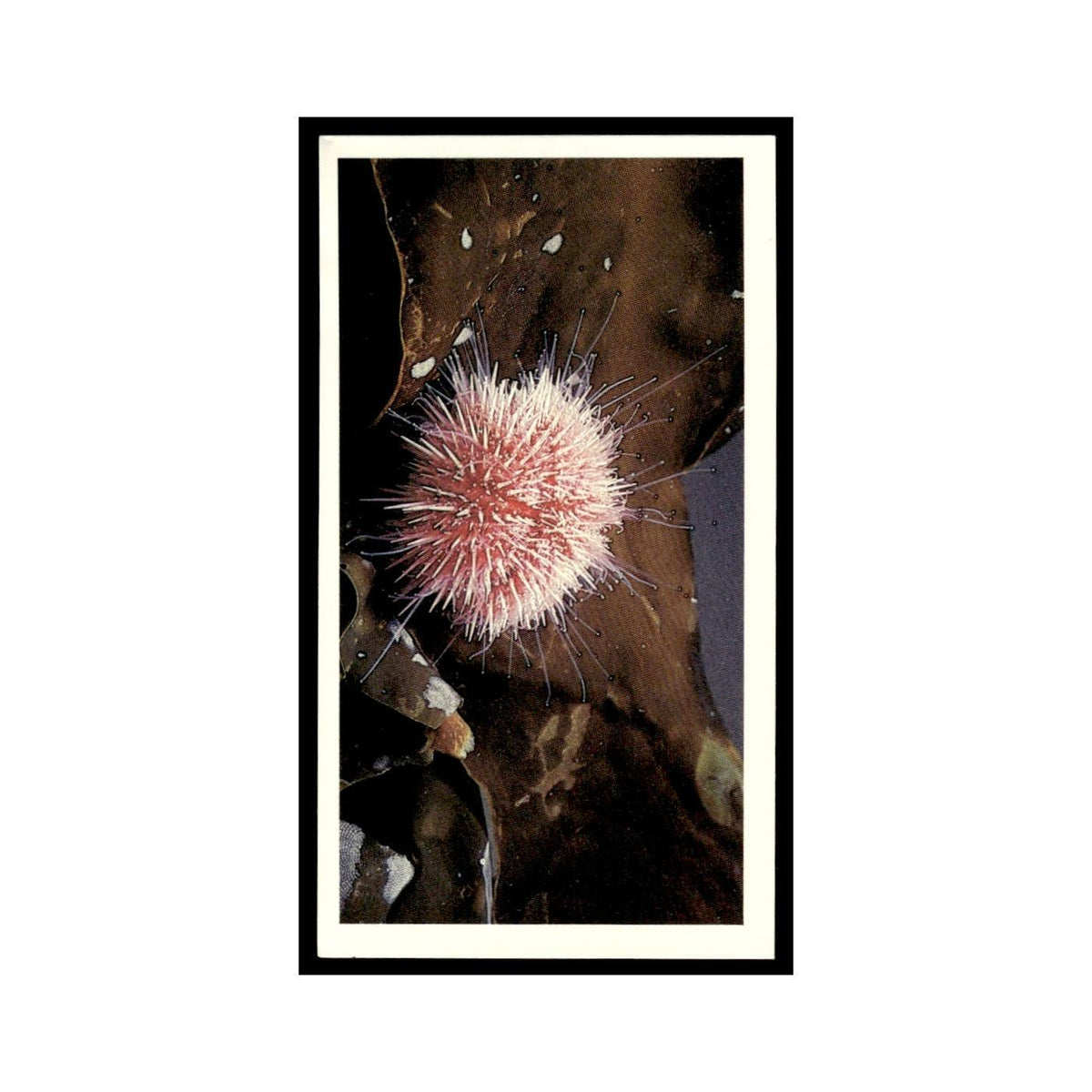 Edible Sea Urchin 1985 Grandee Cigars The Living Ocean #12 EX