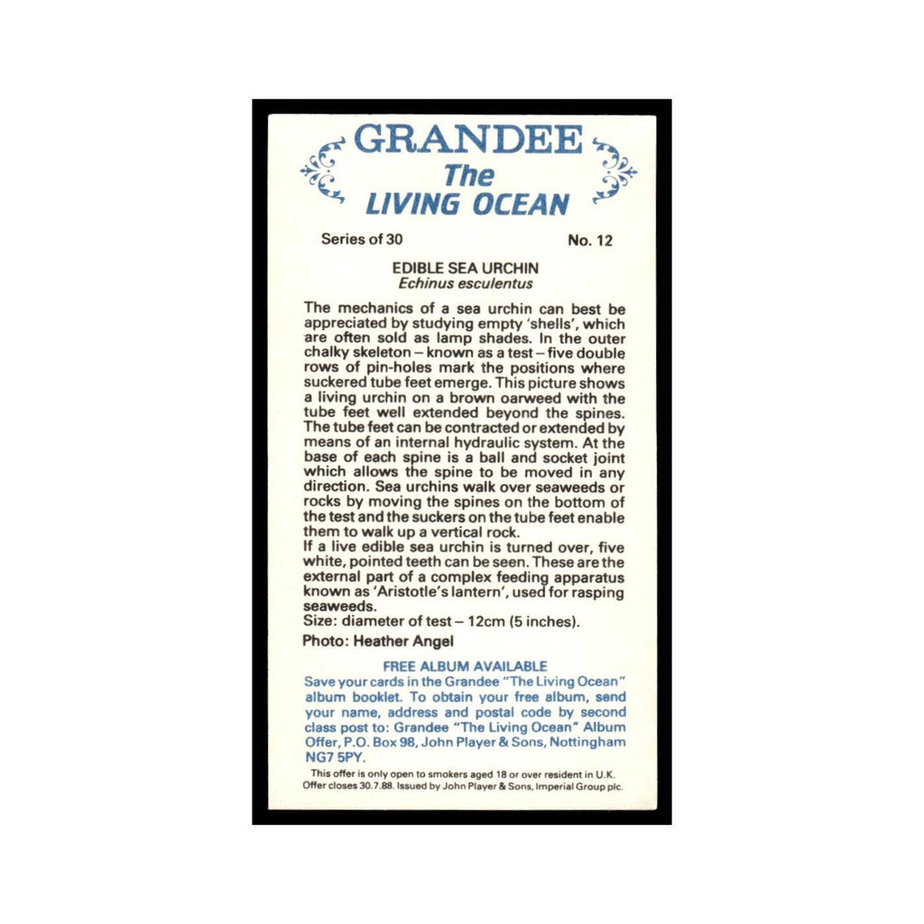 Edible Sea Urchin 1985 Grandee Cigars The Living Ocean #12 EX