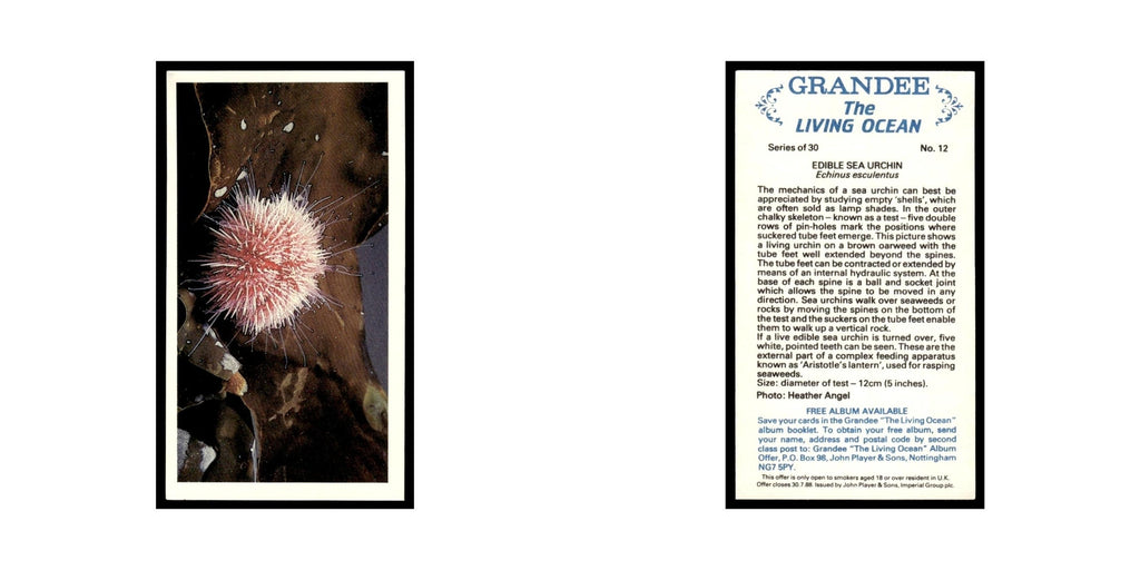 Edible Sea Urchin 1985 Grandee Cigars The Living Ocean #12 EX