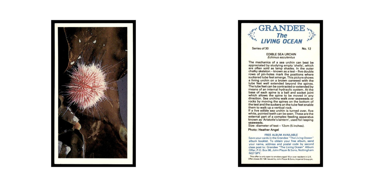 Edible Sea Urchin 1985 Grandee Cigars The Living Ocean #12 EX