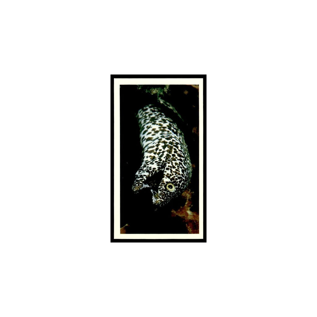 Spotted Moray 1985 Grandee Cigars The Living Ocean #14 EX