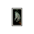 Spotted Moray 1985 Grandee Cigars The Living Ocean #14 EX