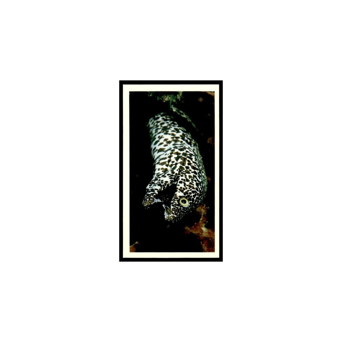Spotted Moray 1985 Grandee Cigars The Living Ocean #14 EX
