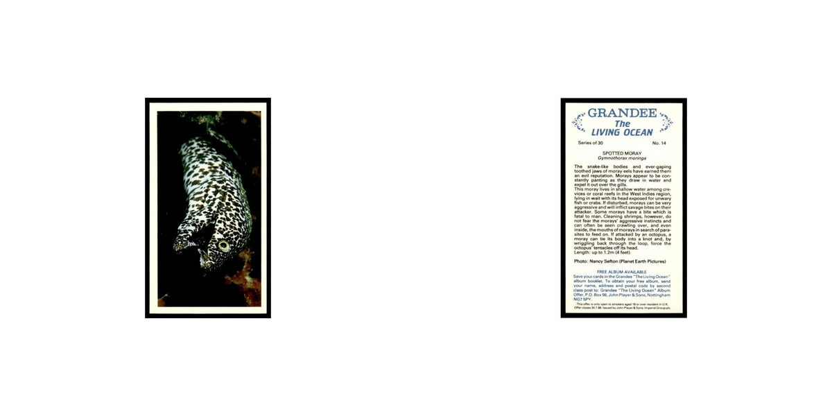 Spotted Moray 1985 Grandee Cigars The Living Ocean #14 EX