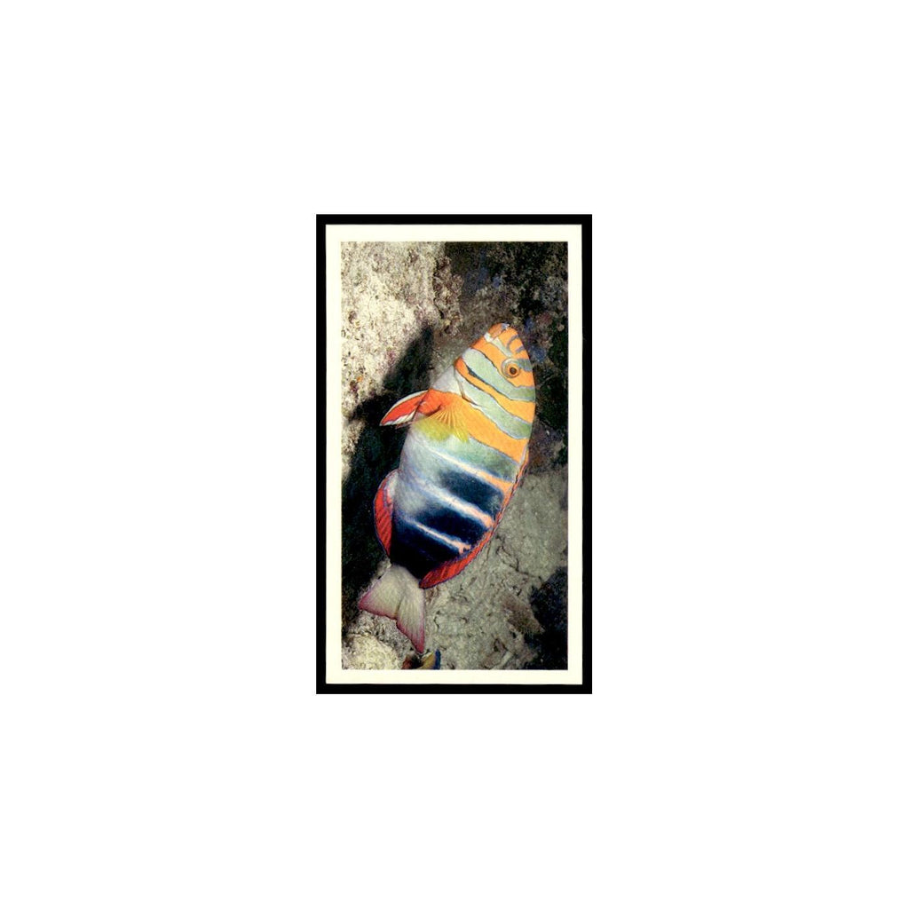 Harlequin Tusk Fish 1985 Grandee Cigars The Living Ocean #22 EX