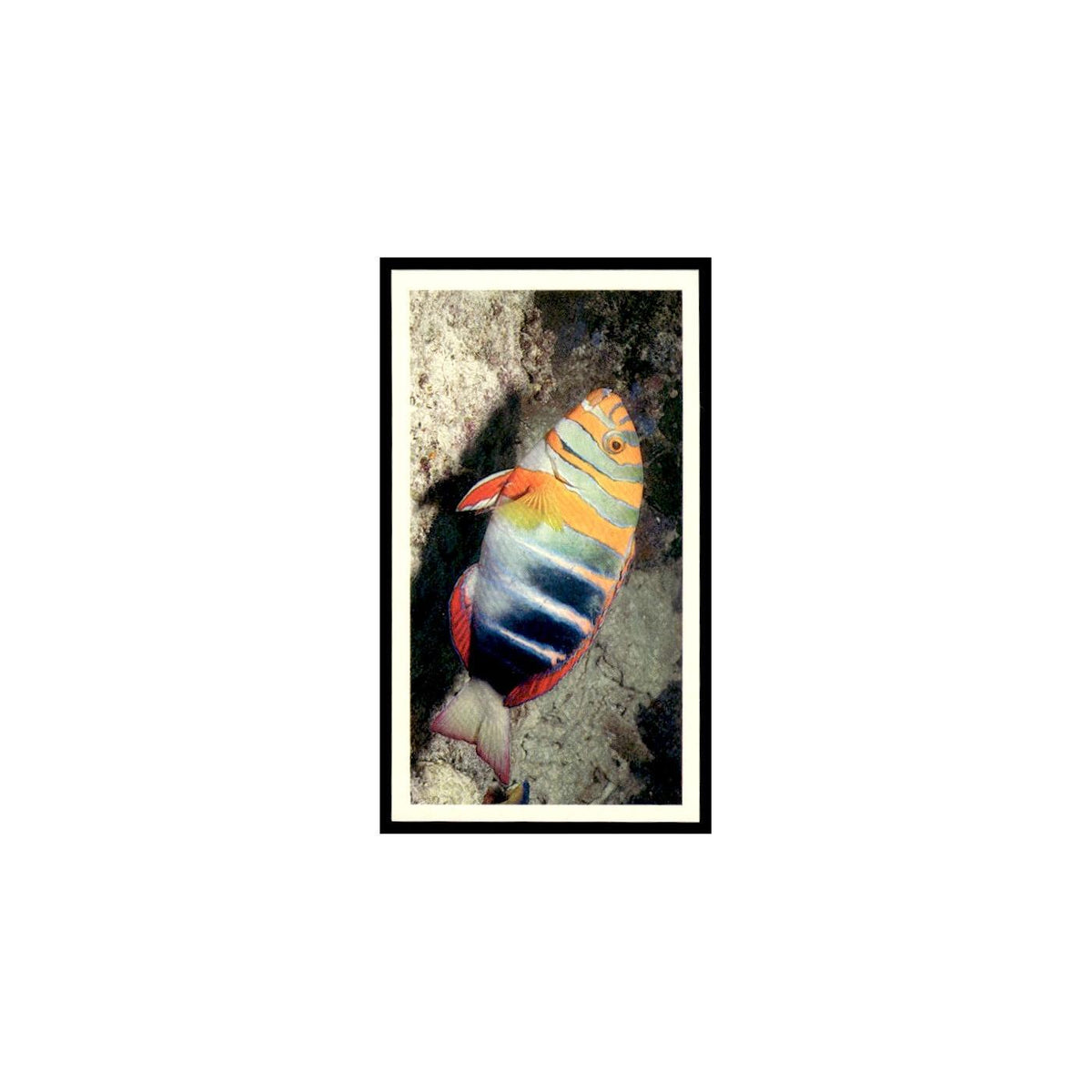 Harlequin Tusk Fish 1985 Grandee Cigars The Living Ocean #22 EX