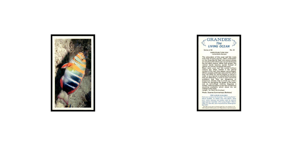 Harlequin Tusk Fish 1985 Grandee Cigars The Living Ocean #22 EX
