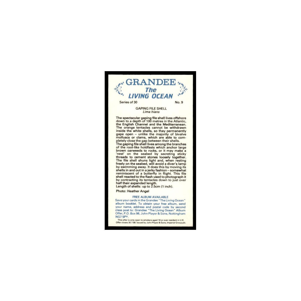 Gaping File Shell 1985 Grandee Cigars The Living Ocean #9 Baseball Card EX