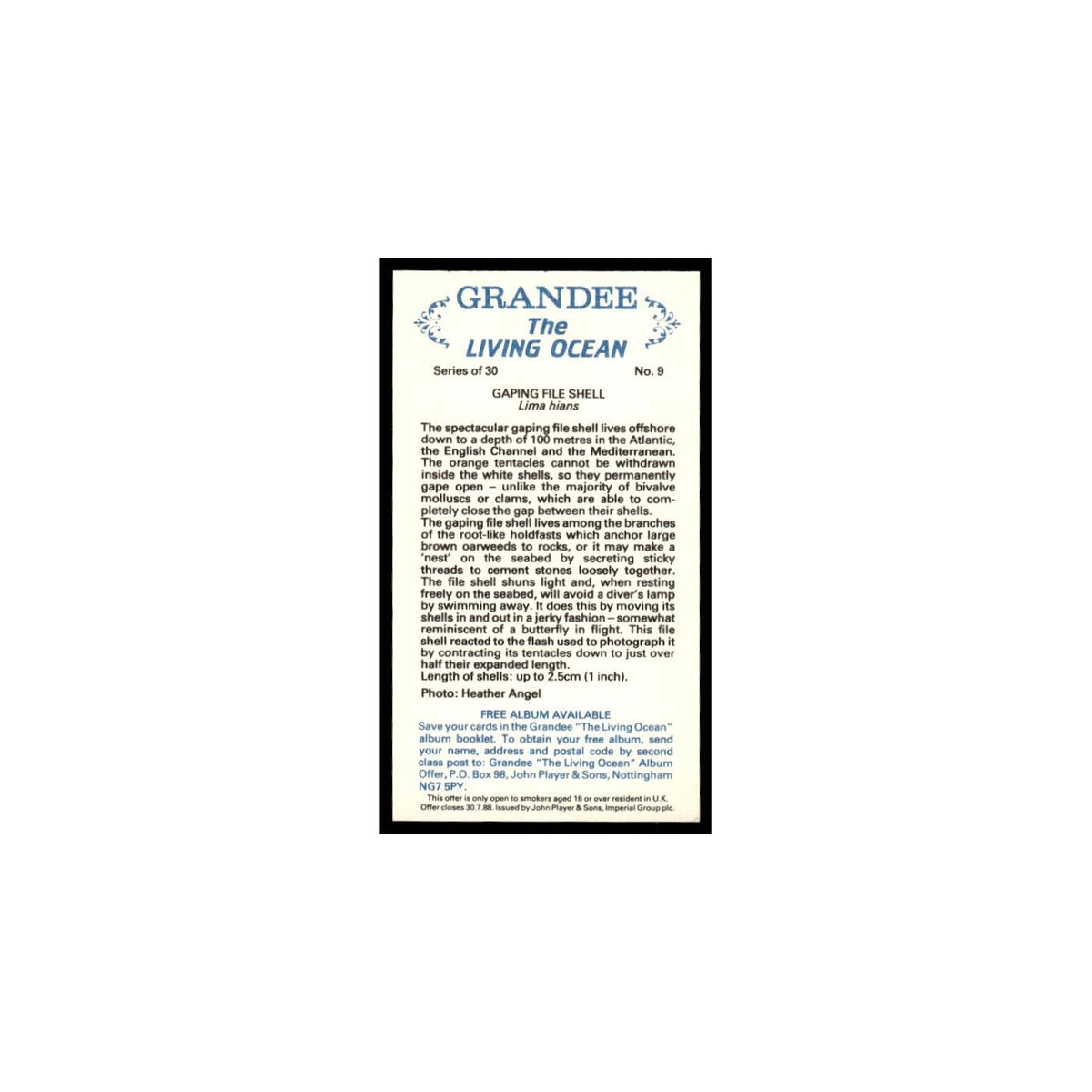 Gaping File Shell 1985 Grandee Cigars The Living Ocean #9 Baseball Card EX