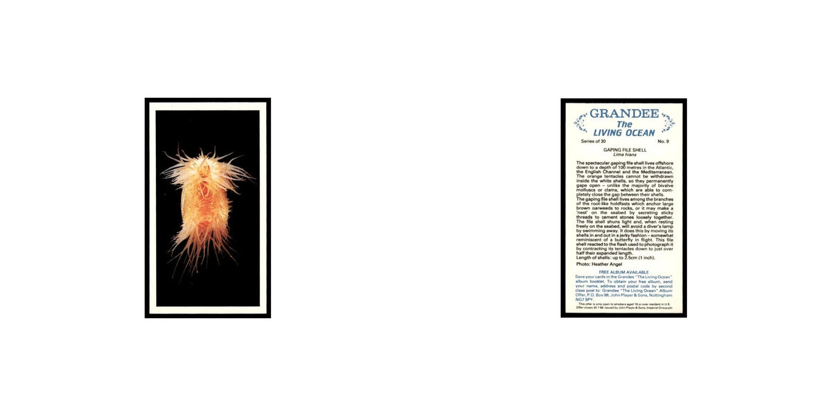 Gaping File Shell 1985 Grandee Cigars The Living Ocean #9 Baseball Card EX