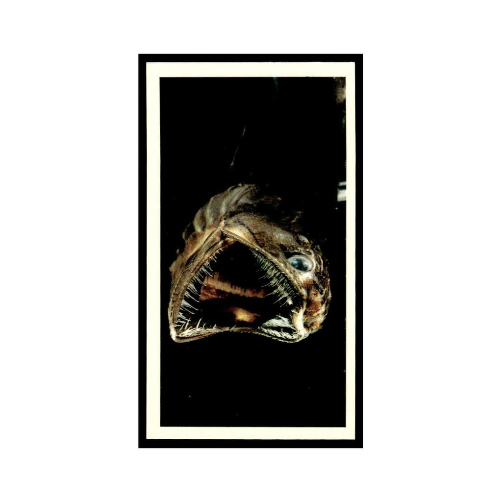 Deep Sea Fish 1985 Grandee Cigars The Living Ocean #16 EX
