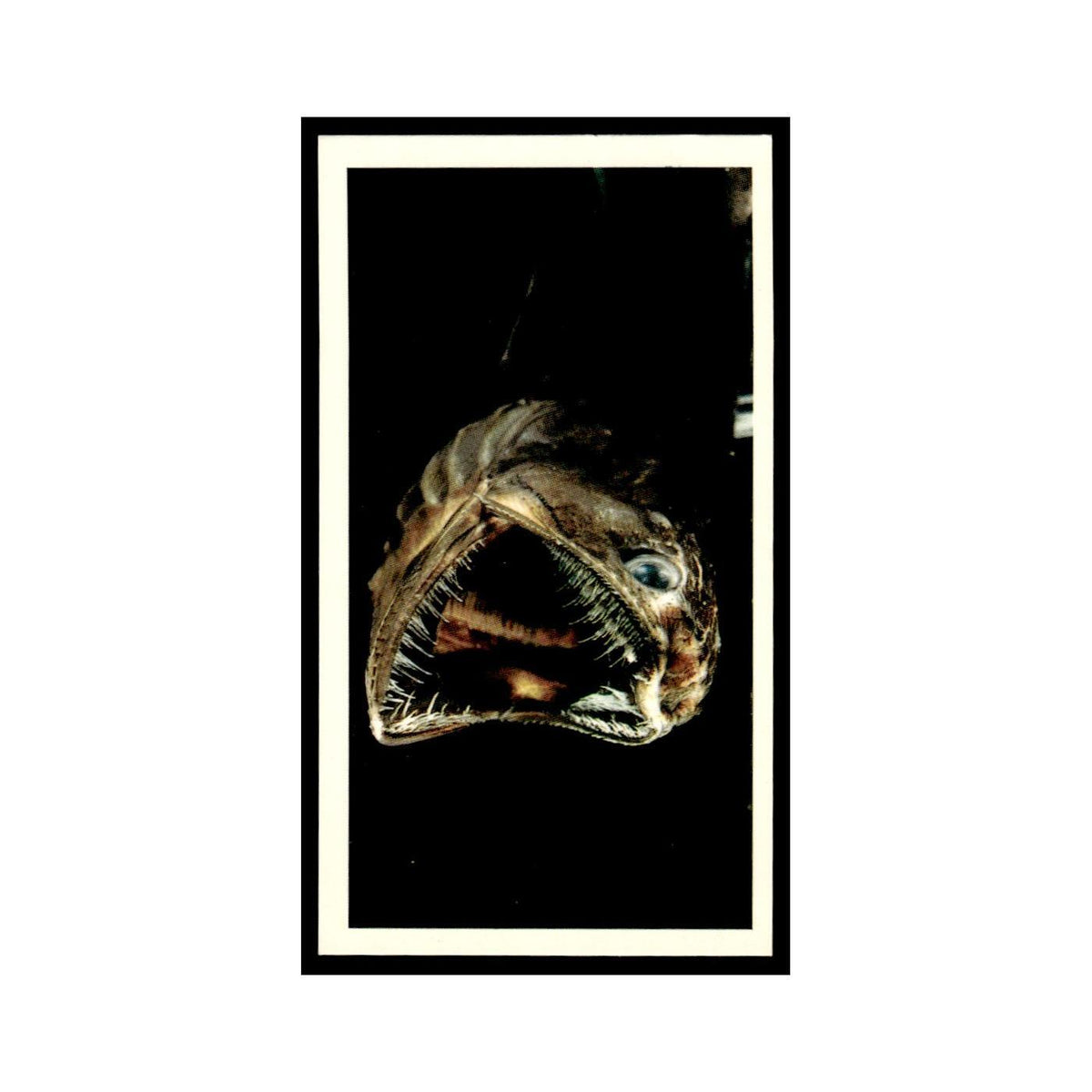 Deep Sea Fish 1985 Grandee Cigars The Living Ocean #16 EX