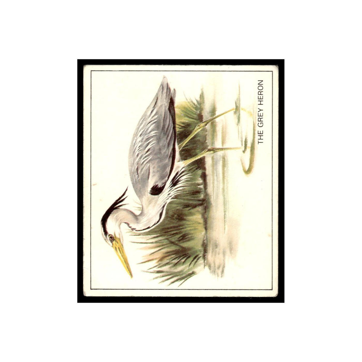 Grey Heron 1976 Quaker Oats Nature Trek #nan Baseball Card VG