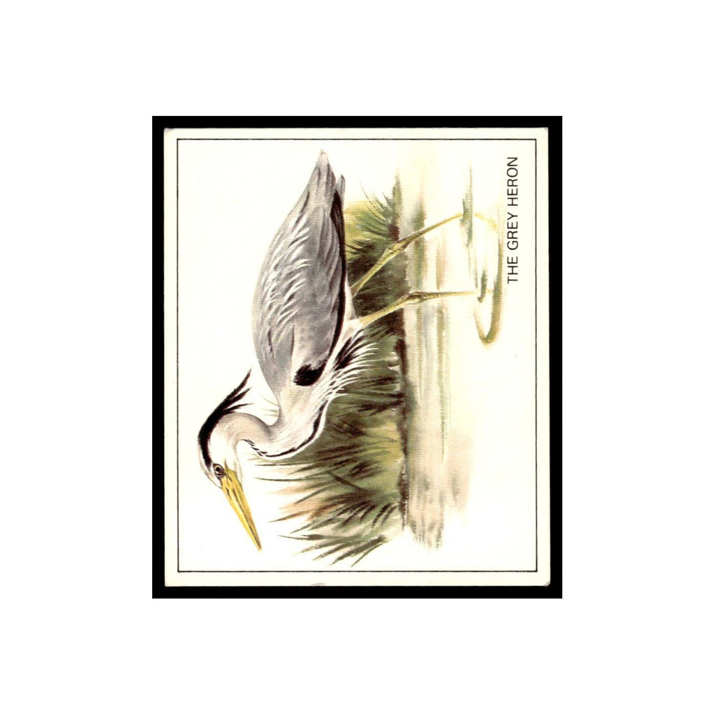 Grey Heron 1976 Quaker Oats Nature Trek #nan Baseball Card VG