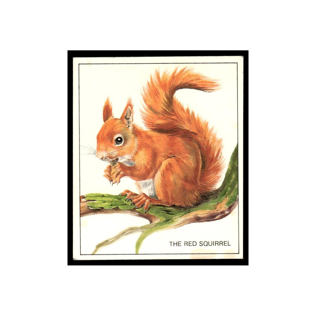 Red Squirrel 1976 Quaker Oats Nature Trek #nan Baseball Card VG