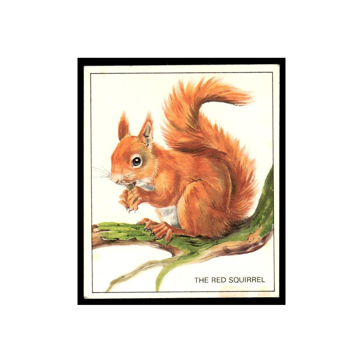 Red Squirrel 1976 Quaker Oats Nature Trek #nan Baseball Card VG