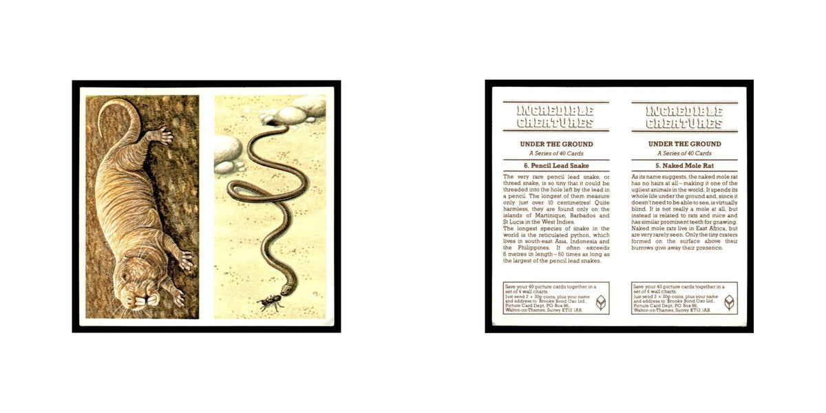 Naked Mole Rat Pencil Lead Snake 1985 #5/6 NM