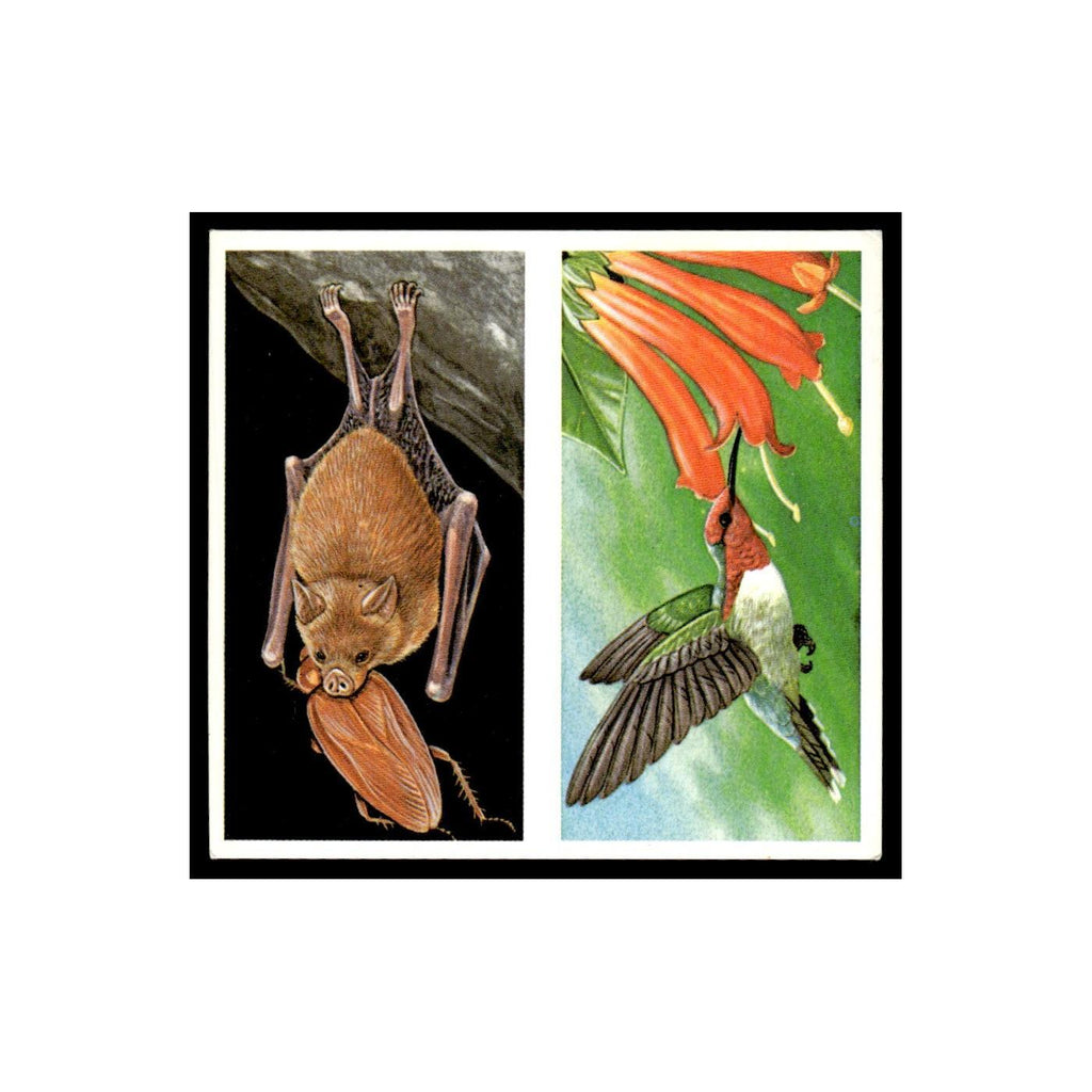 Bumblebee Bat Bee Hummingbird 1985 #37/38 NM
