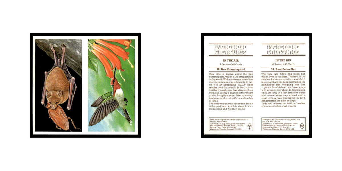 Bumblebee Bat Bee Hummingbird 1985 #37/38 NM