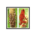 Robber Crab Arrow Poison Frog 1985 #21/22 NM