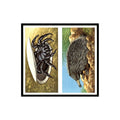 Trapdoor Spider Spiny Anteater 1985 #3/4 NM