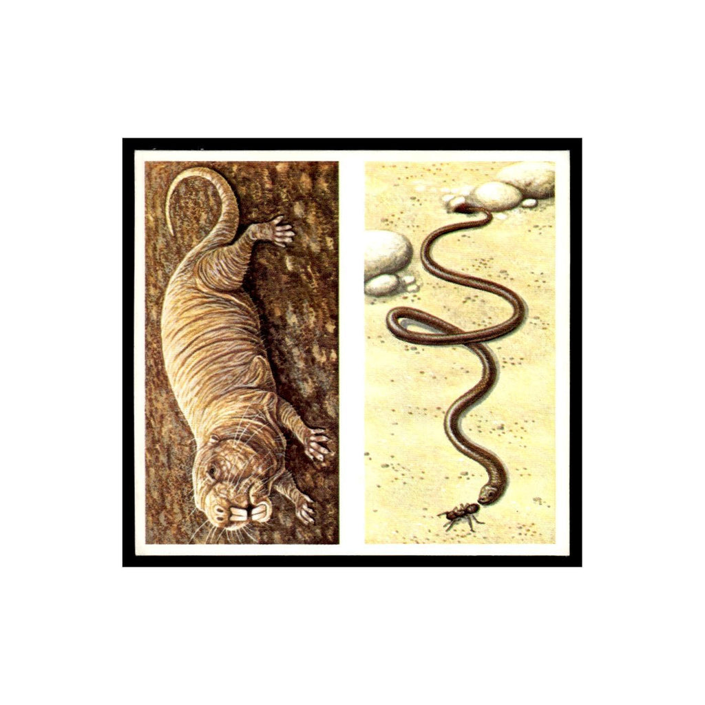 Naked Mole Rat Pencil Lead Snake 1985 #5/6 NM