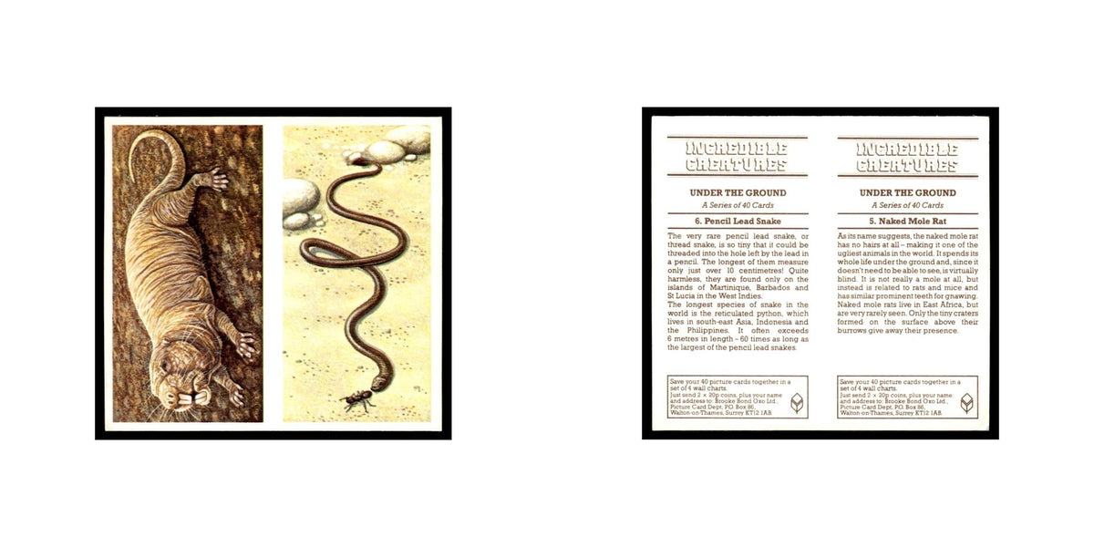 Naked Mole Rat Pencil Lead Snake 1985 #5/6 NM