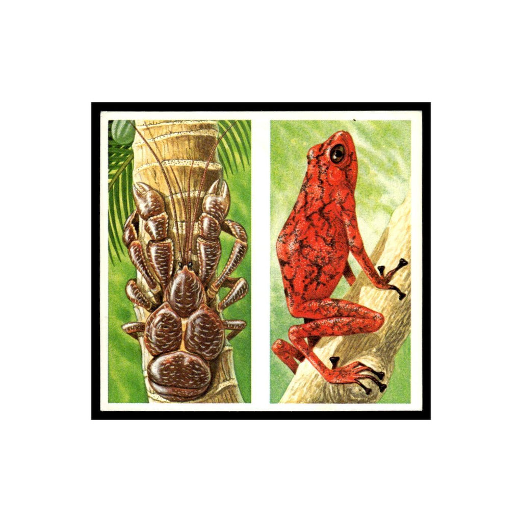 Robber Crab Arrow Poison Frog 1985 #21/22 NM