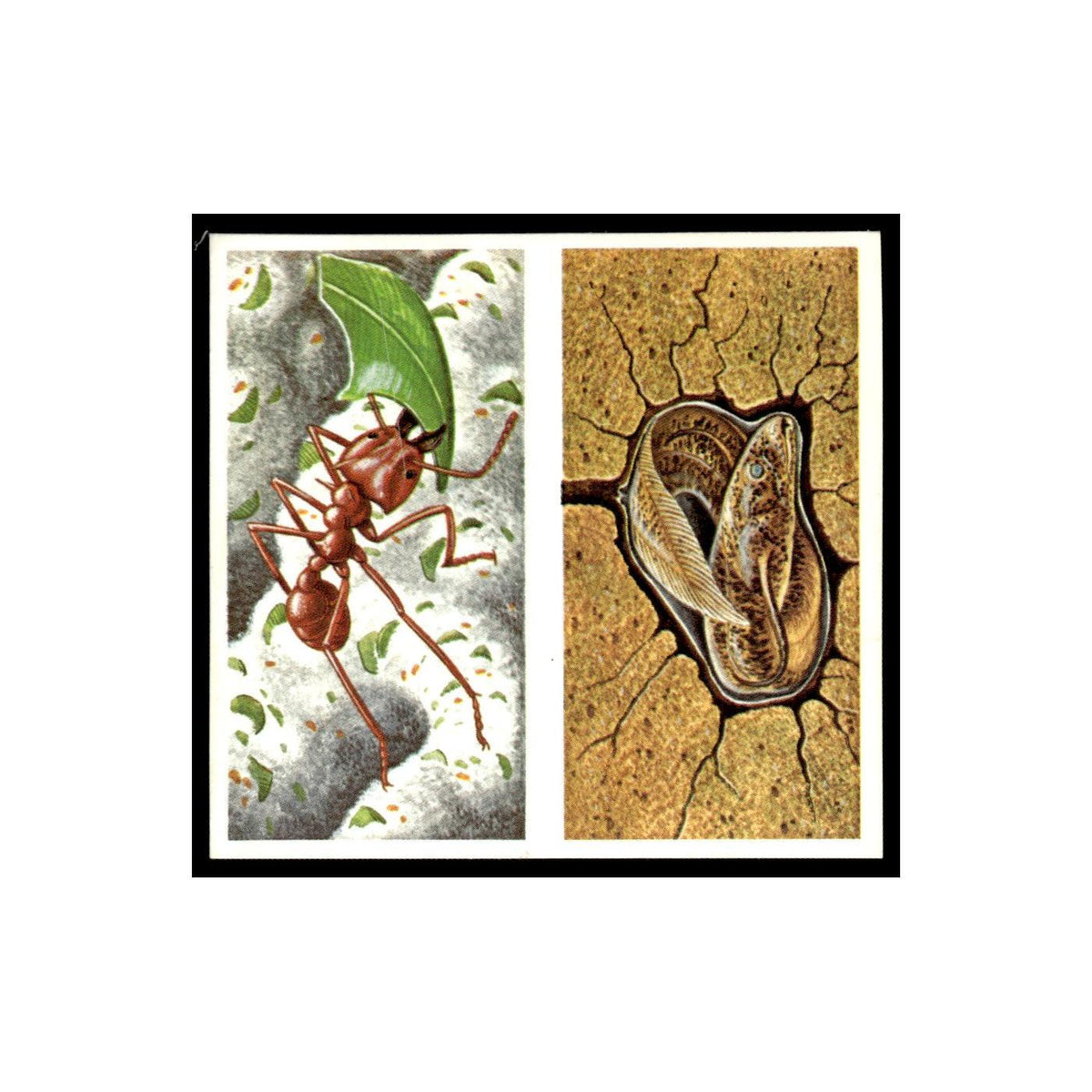 Leaf Cutting Ants Lungfish 1985 #7/8 NM