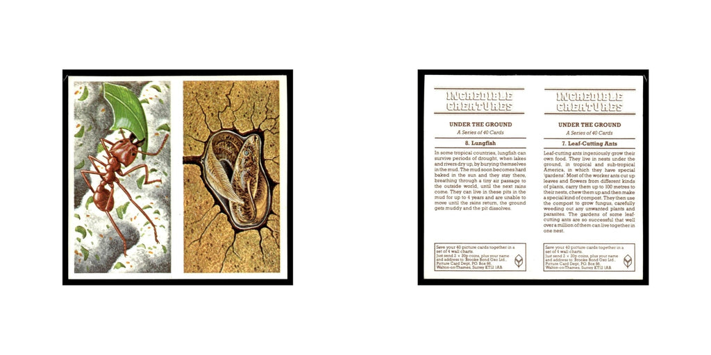 Leaf Cutting Ants Lungfish 1985 #7/8 NM