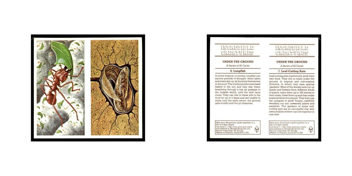 Leaf Cutting Ants Lungfish 1985 #7/8 NM