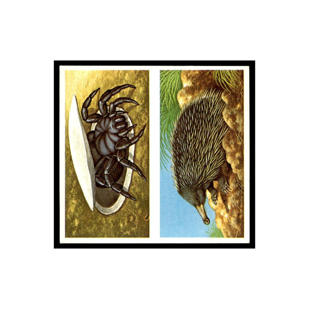 Trapdoor Spider Spiny Anteater 1985 #3/4 NM