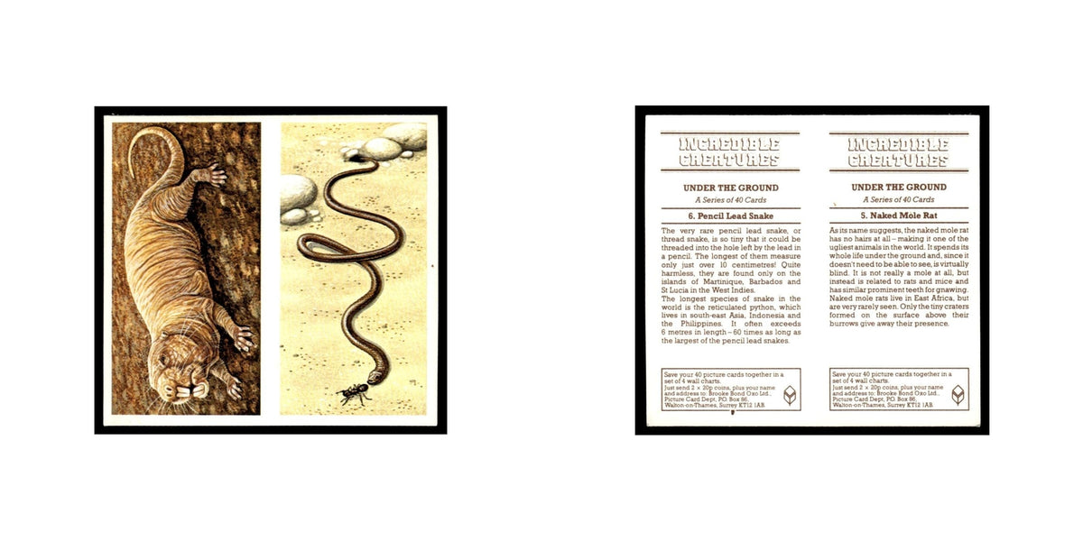 Naked Mole Rat Pencil Lead Snake 1985 #5/6 NM