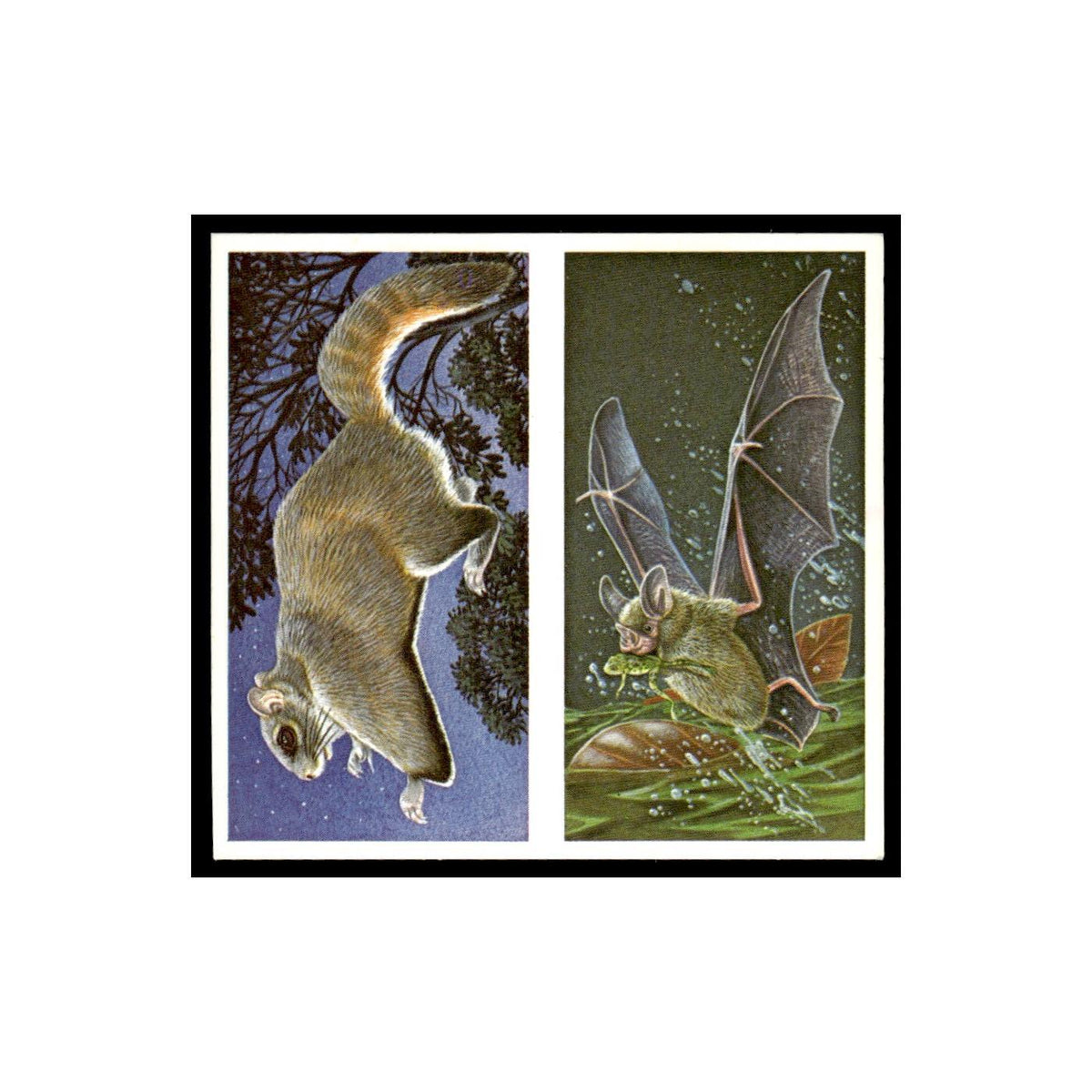 Flying Squirrel Frog Eating Bat 1985 #35/36 NM