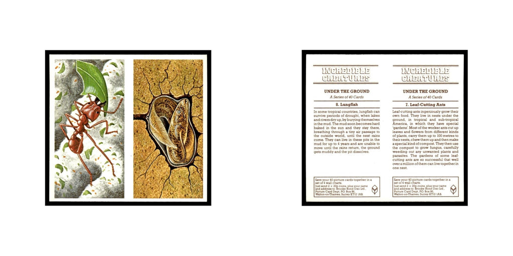 Leaf Cutting Ants Lungfish 1985 #7/8 NM