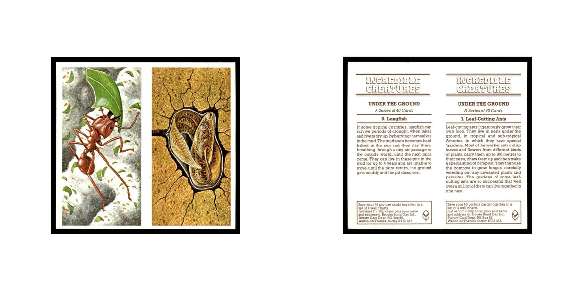Leaf Cutting Ants Lungfish 1985 #7/8 NM