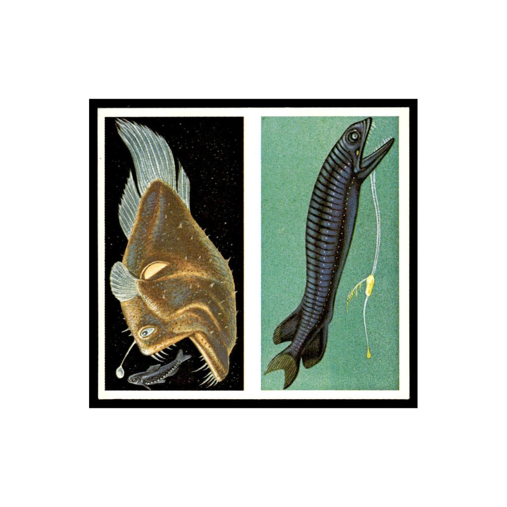 Angler Fish Scaly Dragonfish 1985 #13/14 NM