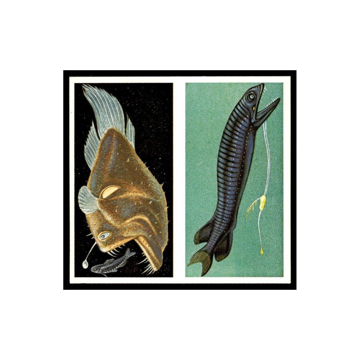 Angler Fish Scaly Dragonfish 1985 #13/14 NM