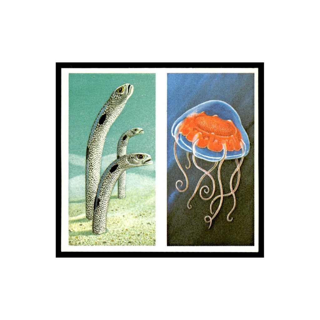 Garden Eels Deep Sea Jellyfish 1985 #11/12 NM