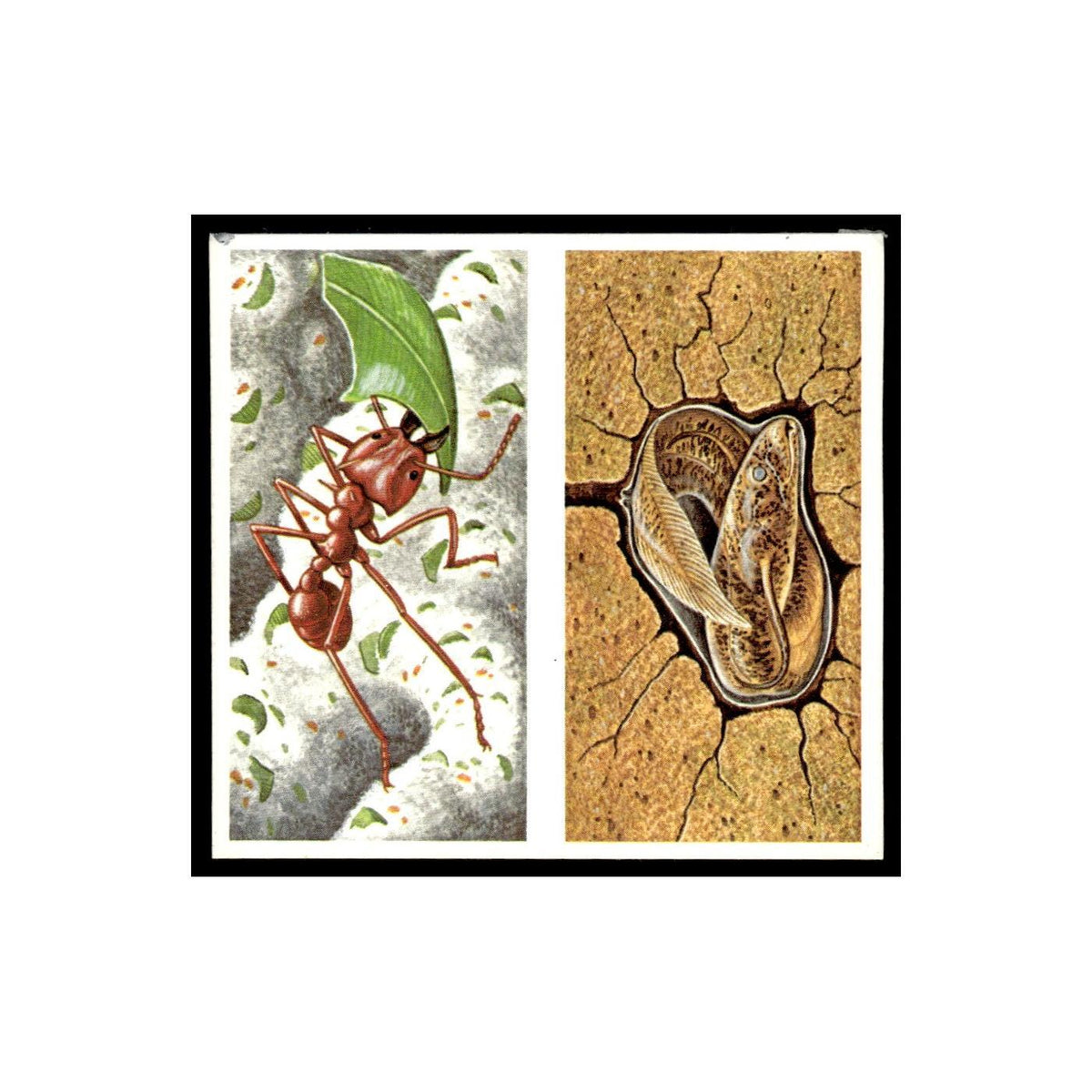 Leaf Cutting Ants Lungfish 1985 #7/8 NM